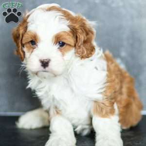Fern, Cavapoo Puppy